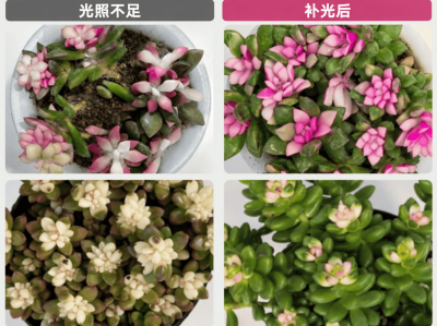 入冬绿植迎"越冬大考"，三思植物灯双11让利上新